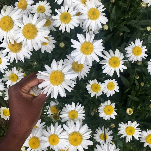 Meet your Posher, Mimi. - Picture 1 of 1